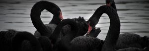 Make Black Swans Grey